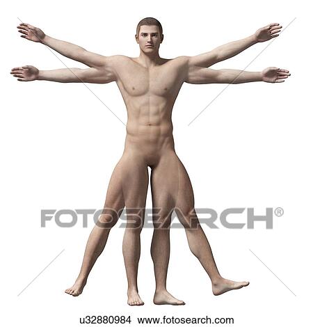 "Vitruvian man anatomy, Illustration" View Large Illustration Stock Illustration - "Vitruvian man anatomy, Illustration". Fotosearch
