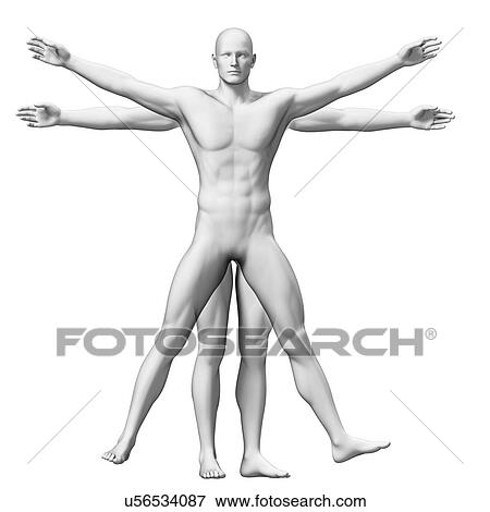 Stock Illustration - "Vitruvian man anatomy, Illustration". Fotosearch
