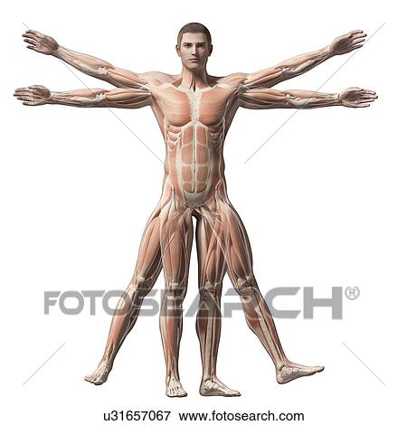 "Vitruvian man muscles, Illustration" View Large Illustration Stock Illustration - "Vitruvian man muscles, Illustration". Fotosearch