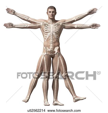 Stock Illustration - "Vitruvian man muscles, Illustration". Fotosearch