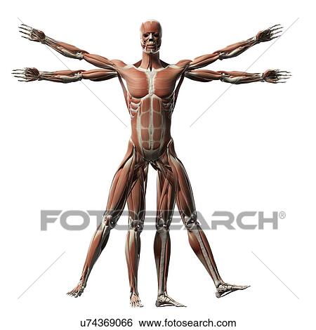 Stock Illustration - "Vitruvian man muscles, Illustration". Fotosearch