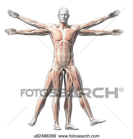 Stock Illustration - "Vitruvian man muscles, Illustration". Fotosearch