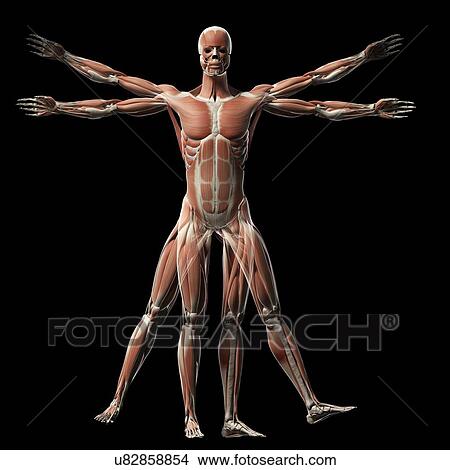 "Vitruvian man muscles, Illustration" View Large Illustration Stock Illustration - "Vitruvian man muscles, Illustration". Fotosearch