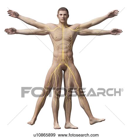 "Vitruvian man nerves, Illustration" View Large Illustration Stock Illustration - "Vitruvian man nerves, Illustration". Fotosearch