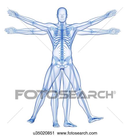 Clip Art - "Vitruvian man skeleton, Illustration". Fotosearch