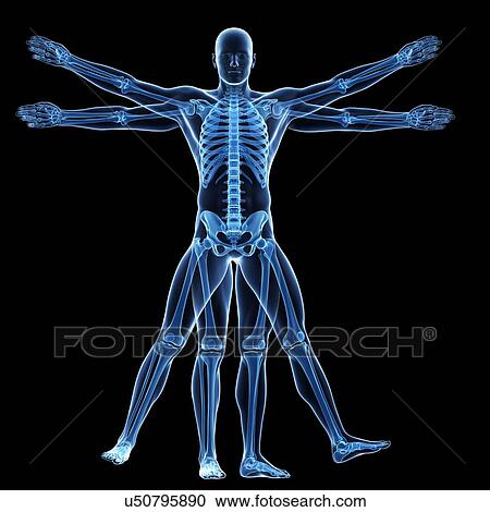"Vitruvian man skeleton, Illustration" View Large Illustration Clipart - "Vitruvian man skeleton, Illustration". Fotosearch