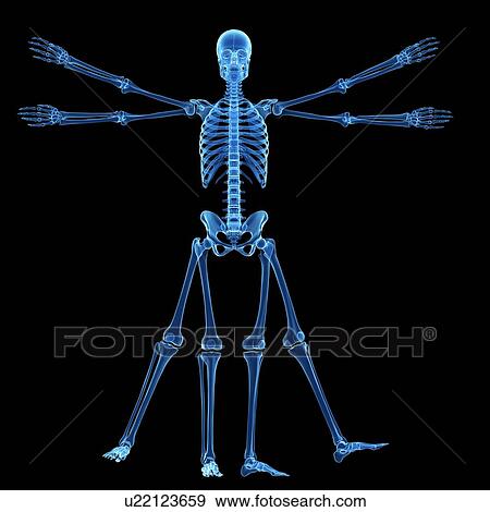 "Vitruvian man skeleton, Illustration" View Large Illustration Stock Illustration - "Vitruvian man skeleton, Illustration". Fotosearch