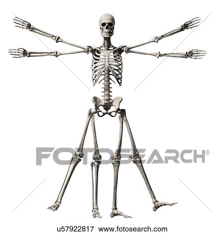Stock Illustration - "Vitruvian man skeleton, Illustration". Fotosearch