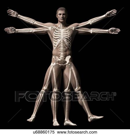 Stock Illustration - "Vitruvian man skeleton, Illustration". Fotosearch