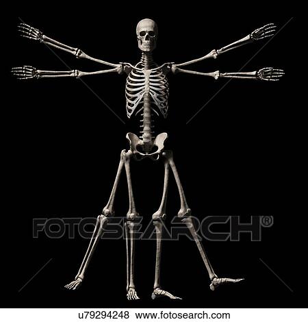 "Vitruvian man skeleton, Illustration" View Large Illustration Stock Illustration - "Vitruvian man skeleton, Illustration". Fotosearch