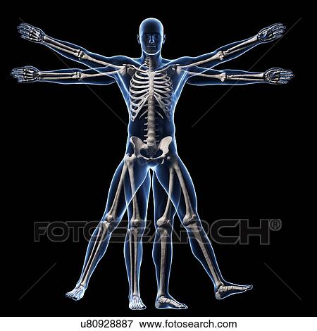 "Vitruvian man skeleton, Illustration" View Large Illustration Stock Illustration - "Vitruvian man skeleton, Illustration". Fotosearch