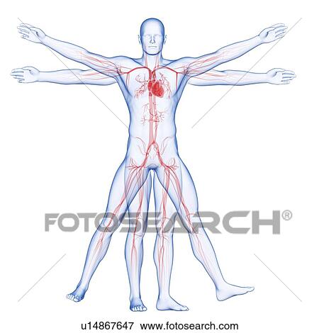 "Vitruvian man veins, Illustration" View Large Illustration Stock Illustration - "Vitruvian man veins, Illustration". Fotosearch
