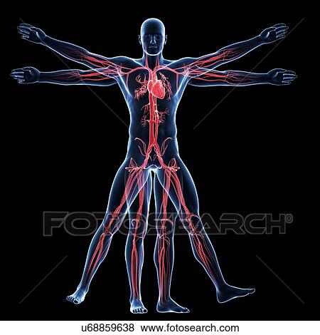 Stock Illustration - "Vitruvian man veins, Illustration". Fotosearch