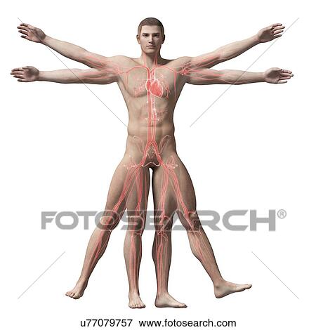 "Vitruvian man veins, Illustration" View Large Illustration Stock Illustration - "Vitruvian man veins, Illustration". Fotosearch