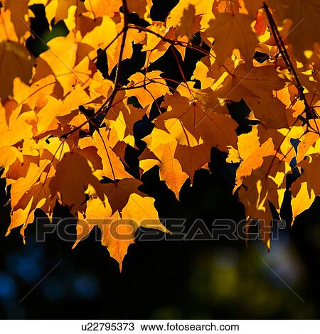 Autumn leaves View Large Photo Image Stock Image - Autumn leaves. Fotosearch