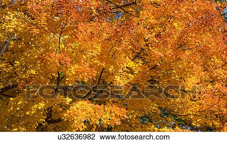 Autumn leaves View Large Photo Image Stock Image - Autumn leaves. Fotosearch