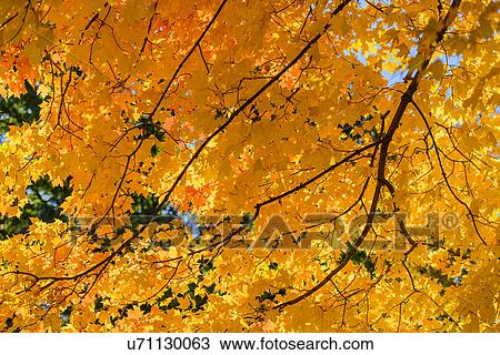 Autumn leaves View Large Photo Image Stock Image - Autumn leaves. Fotosearch