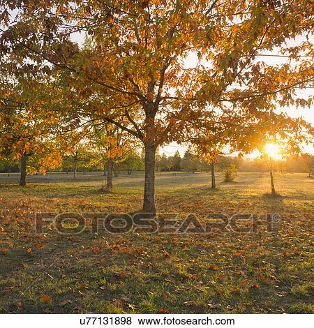 Autumnal trees at sunset View Large Photo Image Stock Photo - Autumnal trees at sunset. Fotosearch