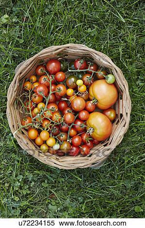 Basket with tomatoes on grass View Large Photo Image Stock Photography - Basket with tomatoes on grass. Fotosearch