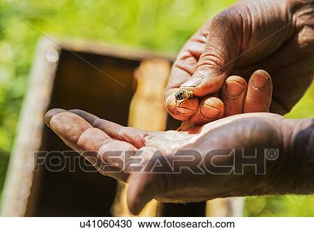 Beekeeper holding honey bee View Large Photo Image Stock Image - Beekeeper holding honey bee. Fotosearch