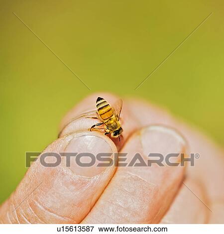 Beekeeper holding honey bee View Large Photo Image Stock Photo - Beekeeper holding honey bee. Fotosearch