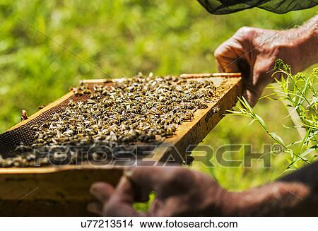 Picture - Beekeeper holding honeycomb. Fotosearch