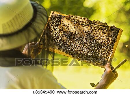 Stock Image - Beekeeper holding honeycomb. Fotosearch