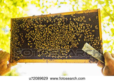Beekeeper holding honeycomb View Large Photo Image Stock Photo - Beekeeper holding honeycomb. Fotosearch