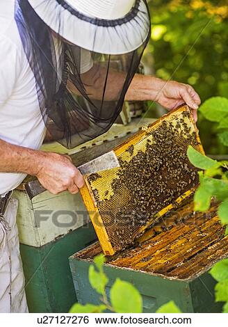Beekeeper holding honeycomb View Large Photo Image Stock Photograph - Beekeeper holding honeycomb. Fotosearch