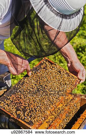 Beekeeper in protective suit with beeswax honeycomb frame View Large Photo Image Picture - Beekeeper in protective suit with beeswax honeycomb frame. Fotosearch