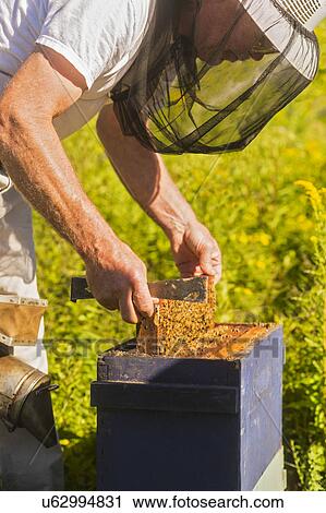 Stock Image - Beekeeper in protective suit with beeswax honeycomb frame. Fotosearch
