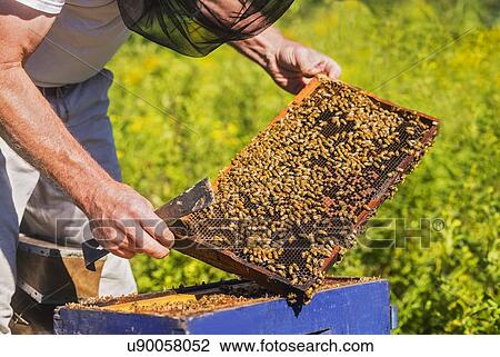 Stock Image - Beekeeper in protective suit with beeswax honeycomb frame. Fotosearch