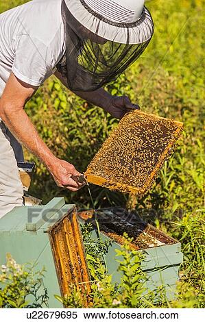 Beekeeper in protective suit with beeswax honeycomb frame View Large Photo Image Stock Photography - Beekeeper in protective suit with beeswax honeycomb frame. Fotosearch