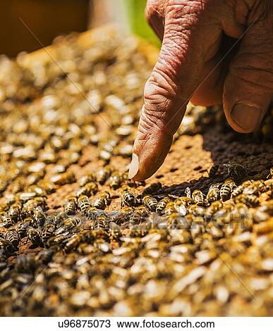 Beekeeper pointing on queen bee View Large Photo Image Stock Image - Beekeeper pointing on queen bee. Fotosearch