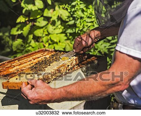 Stock Image - Beekeeper taking beeswax from honeycomb. Fotosearch