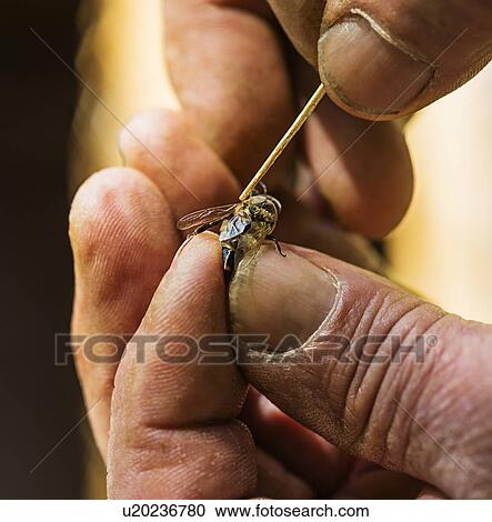 Beekeeper taking off mite (Varroa mites) from honey bee View Large Photo Image Stock Image - Beekeeper taking off mite (Varroa mites) from honey bee. Fotosearch