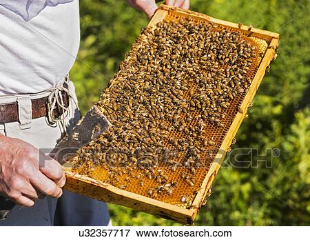 Beekeeper with beeswax honeycomb frame View Large Photo Image Stock Photo - Beekeeper with beeswax honeycomb frame. Fotosearch