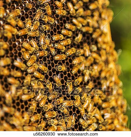 Stock Image - Bees on honeycomb. Fotosearch