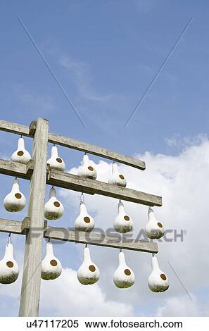Birdhouses made of gourds View Large Photo Image Stock Photography - Birdhouses made of gourds. Fotosearch