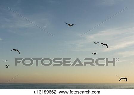 Stock Image - Birds flying against blue sky at sunset. Fotosearch