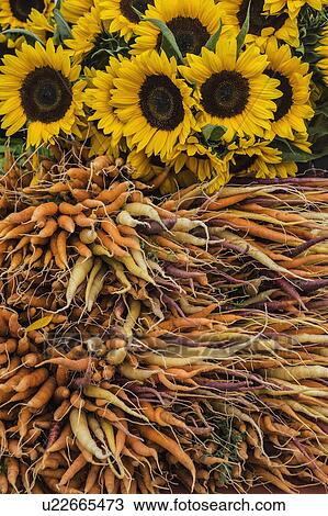 Carrots and sunflowers in farmers market View Large Photo Image Stock Image - Carrots and sunflowers in farmers market. Fotosearch