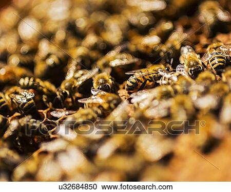 Stock Image - Close-up of bees on honeycomb. Fotosearch