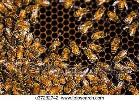 Stock Image - Close-up of bees on honeycomb. Fotosearch