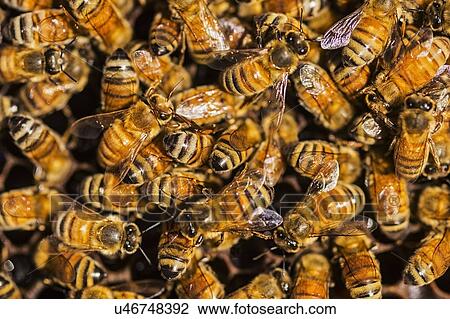Close-up of bees on honeycomb View Large Photo Image Stock Image - Close-up of bees on honeycomb. Fotosearch