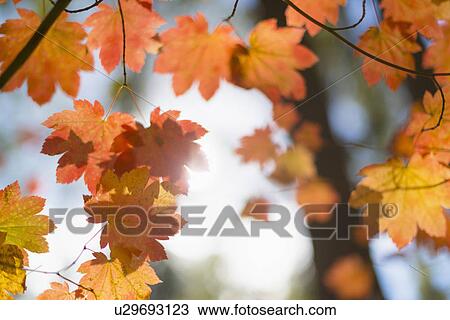 Close-up of orange colored leaves on tree View Large Photo Image Stock Image - Close-up of orange colored leaves on tree. Fotosearch