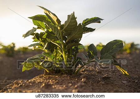 Close up of plant growing in field View Large Photo Image Stock Photography - Close up of plant growing in field. Fotosearch