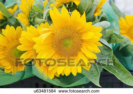 Close up of sunflower head View Large Photo Image Picture - Close up of sunflower head. Fotosearch