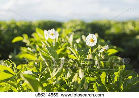 Close up of white flowers in field View Large Photo Image Stock Photo - Close up of white flowers in field. Fotosearch
