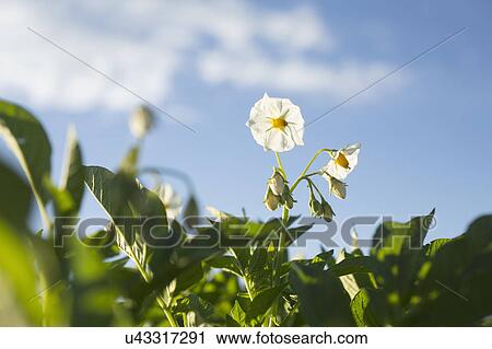 Close up of white flowers View Large Photo Image Stock Image - Close up of white flowers. Fotosearch