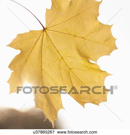 Close up of yellow leaf View Large Photo Image Stock Photo - Close up of yellow leaf. Fotosearch